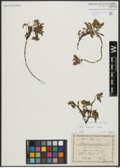 Foto von Salix alpina Scop.